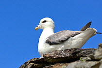 Fulmar (Fulmarus glacialis) resting on ancient stone wall, Island of Rousay, Orkney Islands, Scotland, June.