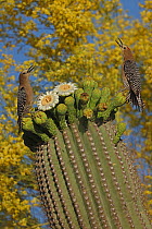 Gila woodpeckers (Melanerpes uropygialis) feeding on nectar and insects from Saguaro blossom (Carnegiea gigantea) while fighting over access to blossoms, Sonoran desert, Arizona.