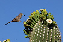 Curve-billed thrasher (Toxostoma curvirostre) feeding on nectar in Saguaro blossom (Carnegiea gigantea) and insects trapped in them, Sonoran desert, Arizona.