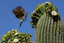 Gilded flicker (Colaptes chrysoides) flying to feed on nectar from Saguaro blossoms (Carnegiea gigantea), Sonoran desert, Arizona.
