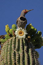 Adult male Gilded flicker (Colaptes chrysoides) perched on Saguaro cactus (Carnegiea gigantea) in bloom, Sonoran desert, Arizona.