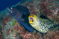 Black moray eel (Muraena augusti) and Fangtooth moray eel (Enchelycore anatina) coming out of rocks, Tenerife, Canary Islands.