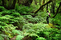 Woman in ferns or Chain fern (Woodwardia radicans) in the laurel forest of the Anaga Massif  Biosphere Reserve. Tenerife, Canary Islands. Model released.
