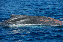 Whale louse (Cyamidae), a frequent cutaneous parasite in cetaceans, parasitizing, in huge amounts, a humpback whale (Megaptera novaeangliae) showing clear signs of thinness from migrating, Tenerife, C...