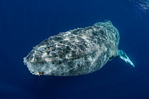 Whale louse (Cyamidae), a frequent cutaneous parasite in cetaceans, parasitizing, in huge amounts, a humpback whale (Megaptera novaeangliae), showing clear signs of thinness from migrating, Tenerife,...