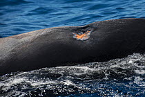 Whale louse (Cyamidae), a frequent cutaneous parasite in cetaceans, on a small scar of a pilot whale (Globicephala macrorhynchus), Tenerife, Canary Islands.