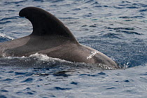 Pilot whale (Globicephala macrorhynchus) with tooth mark wounds probably caused by another individual of the same species, Tenerife, Canary Islands.