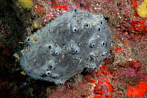 Black leather sponge (Sarcotragus spinosulus) on rock , Tenerife, Canary Islands.