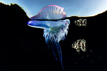 Mutualism between a Portuguese man o&#39; war (Physalia physalis) and a juvenile Imperial blackfish (Schedophilus ovalis), Tenerife, Canary Islands.