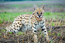Serval (Leptailurus serval) wearing radio collar as part of a research project, Mpumalanga, South Africa, 2016. Filmed for the BBC programme &#39;Big Cats&#39;.
