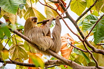 Hoffmann&#39;s two-toed sloth (Choloepus hoffmanni) resting on branch of Balsa (Ochroma pyramidale) tree, Panama, Central America.