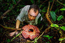 Photographer Paul Williams looking at the large parasitic Rafflesia pricei flower, Mount Kinabalu, Borneo. May, 2013. Filmed for the BBC series &#39;Wonders of The Monsoon&#39;