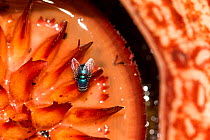 Carrion fly on the parasitic plant Rafflesia pricei flower, Mount Kinabalu, Borneo, May, 2013. Filmed for the BBC series &#39;Wonders of The Monsoon&#39;.