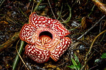 Large flower of the parasitic plant, Rafflesia pricei, growing in rainforest, Mount Kinabalu, Borneo, May, 2013. Filmed for the BBC series &#39;Wonders of The Monsoon&#39;.