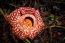 Large flower of the parasitic plant Rafflesia pricei, growing in rainforest, Mount Kinabalu, Borneo, May, 2013. Filmed for the BBC series &#39;Wonders of The Monsoon&#39;.