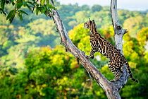 Ocelot (Leopardus pardalis) high up in tree, Costa Rica, Central America, 2016. Filmed for the BBC series &#39;Big Cats&#39;.