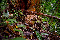 Ocelot (Leopardus pardalis) walking through rainforest, Costa Rica, Central America, 2016. Filmed for the BBC series &#39;Big Cats&#39;.
