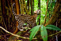 Ocelot (Leopardus pardalis) looking up into trees, Costa Rica, Central America, 2016. Filmed for the BBC series &#39;Big Cats&#39;.