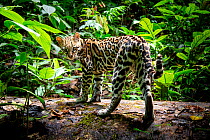 Ocelot (Leopardus pardalis) in rainforest, Costa Rica, Central America, 2016. Filmed for the BBC series &#39;Big Cats&#39;.