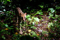 Ocelot (Leopardus pardalis) walking through rainforest, Costa Rica, Central America, 2016. Filmed for the BBC series &#39;Big Cats&#39;.