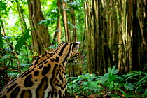 Ocelot (Leopardus pardalis) sitting on forest floor, Costa Rica, Central America, 2016. Filmed for the BBC series &#39;Big Cats&#39;.