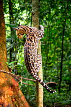 Ocelot (Leopardus pardalis) climbing a tree trunk, Costa Rica, Central America, 2016. Filmed for the BBC series &#39;Big Cats&#39;.