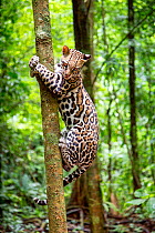 Ocelot (Leopardus pardalis) climbing a tree trunk Costa Rica, Central America, 2016. Filmed for the BBC series &#39;Big Cats&#39;.