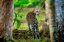 Ocelot (Leopardus pardalis), Costa Rica, Central America, 2016. Filmed for the BBC series &#39;Big Cats&#39;.