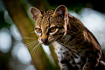 Margay (Leopardus wiedii), portrait, Belize, Central America, 2017. Captive.