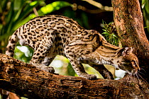 Margay (Leopardus wiedii) on tree branch, Belize, Central America. 2017. Captive.