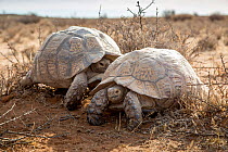 Male Leopard tortoise (Stigmochelys pardalis) attempting to mate with female, Karoo, South Africa.