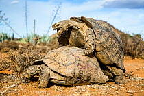 Pair of Leopard tortoises (Stigmochelys pardalis) mating, Karoo, South Africa.