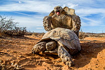 Pair of Leopard tortoises (Stigmochelys pardalis) mating, Karoo, South Africa.