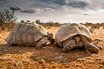 Male Leopard tortoises  (Stigmochelys pardalis) attempting to mate with female, Karoo, South Africa.