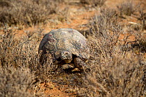 Leopard tortoise (Stigmochelys pardalis) in the desert scrub, Karoo, South Africa.