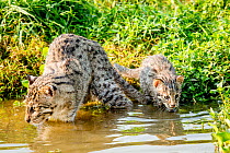 Fishing cat (Prionailurus viverrinus) with kitten, age 4 weeks, learning to hunt fish in the wetlands, photographed during a release project to relocate Fishing cats affected by habitat loss, NW Bangl...