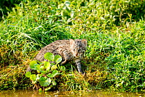 Fishing cat (Prionailurus viverrinus) kitten, age 4 weeks, in wetlands, Bangladesh, 2017. Photographed during a release project to relocate fishing cats affected by habitat loss.Filmed for the BBC ser...