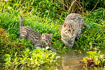 Fishing cat (Prionailurus viverrinus) with kitten, age 4 weeks, learning to hunt fish in the wetlands, part of a release project to relocate Fishing cats affected by habitat loss, Bangladesh, 2017. Fi...