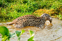 Female Fishing cat (Prionailurus viverrinus) wading through water with fish prey in mouth, photographed during a release project to relocate Fishing cats affected by habitat loss, NW Bangladesh 2017.2...