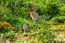 Fishing cat (Prionailurus viverrinus) with kitten, age 4 weeks, learning to hunt fish in the wetlands, photographed during a release project to relocate Fishing cats affected by habitat loss, Banglade...