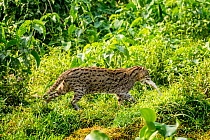 Female Fishing cat (Prionailurus viverrinus) with fish prey in mouth, photographed during a release project to relocate Fishing cats affected by habitat loss, NW Bangladesh. 2017 Filmed for the BBC se...