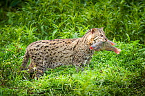 Female Fishing cat (Prionailurus viverrinus) with fish prey in mouth, photographed during a release project to relocate Fishing cats affected by habitat loss, NW Bangladesh 2017 Filmed for the BBC ser...