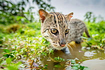 Fishing cat (Prionailurus viverrinus) hunting for fish in wetlands,photographed during a release project to relocate Fishing cats affected by habitat loss, NW Bangladesh 2017. Filmed for the BBC serie...