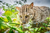 Fishing cat (Prionailurus viverrinus) hunting for fish in wetlands, photographed during a release project to relocate Fishing cats affected by habitat loss, NW Bangladesh 2017. Filmed for the BBC seri...