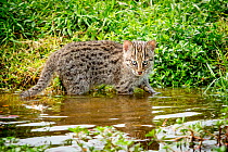 Fishing cat (Prionailurus viverrinus) kitten, age 4 weeks, standing in water, wetlands, photographed during a release project to relocate Fishing cats affected by habitat loss, NW Bangladesh. 2017. Fi...