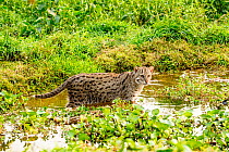 Female Fishing cat (Prionailurus viverrinus) standing in water, in wetlands, photographed during a release project to relocate Fishing cats affected by habitat loss, NW Bangladesh. 2017. Filmed for th...