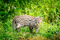 Fishing cat (Prionailurus viverrinus) kitten, age 4 weeks, in wetlands, photographed during a release project to relocate Fishing cats affected by habitat loss, NW Bangladesh 2017. Filmed for the BBC...