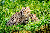 Fishing cat (Prionailurus viverrinus) with kitten, age 4 weeks, in wetlands, photographed during a release project to relocate Fishing cats affected by habitat loss, NW Bangladesh 2017. Filmed for the...
