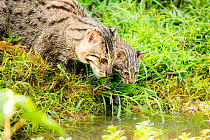 Fishing cat (Prionailurus viverrinus) with kitten, age 4 weeks, learning to hunt for fish in wetlands, photographed during a release project to relocate Fishing cats affected by habitat loss, NW Bangl...
