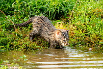 Fishing cat (Prionailurus viverrinus) kitten, age 4 weeks, looking for fish in wetlands, photographed during a release project to relocate Fishing cats affected by habitat loss, NW Bangladesh 2017. Fi...
